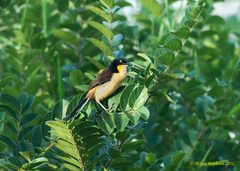 Donacobius atricapilla