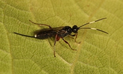 Cubocephalus anatorius