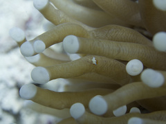 Ancylomenes sarasvati