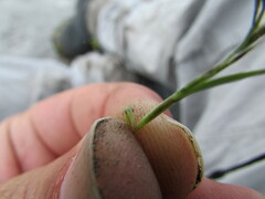 Muhlenbergia depauperata