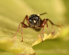 Cubocephalus anatorius