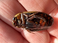Dytiscus verticalis