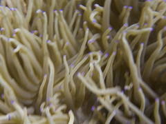 Heteractis crispa
