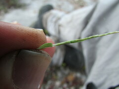 Muhlenbergia depauperata
