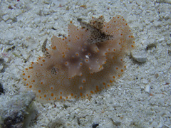 Halgerda batangas