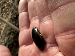 Dytiscus verticalis