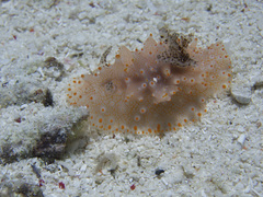 Halgerda batangas