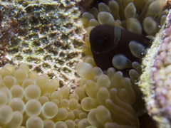 Amphiprion biaculeatus
