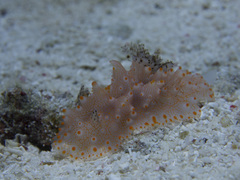 Halgerda batangas