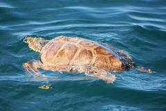 Caretta caretta