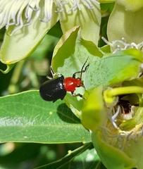 Cacoscelis nigripennis