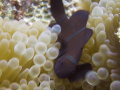 Amphiprion biaculeatus