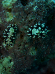 Goniobranchus geometricus