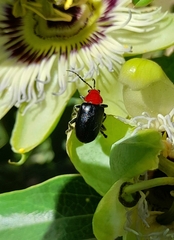 Cacoscelis nigripennis