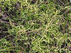 Callitriche marginata