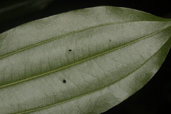 Sarcomphalus cinnamomum