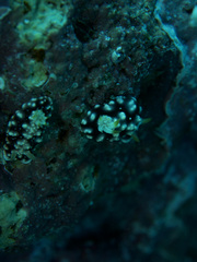Goniobranchus geometricus