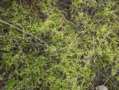 Callitriche marginata