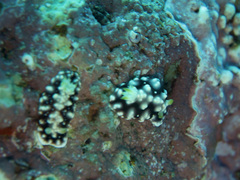 Goniobranchus geometricus