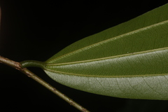 Sarcomphalus cinnamomum