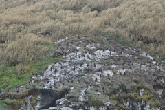 Poikilocarbo gaimardi