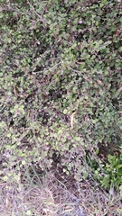 Helichrysum lanceolatum