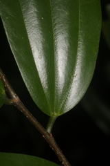 Sarcomphalus cinnamomum