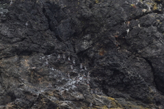 Poikilocarbo gaimardi