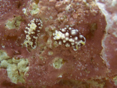 Goniobranchus geometricus