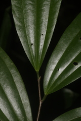 Sarcomphalus cinnamomum