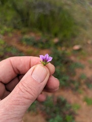 Erodium brachycarpum