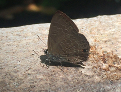 Anthene emolus goberus