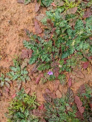 Erodium brachycarpum