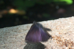 Anthene emolus goberus