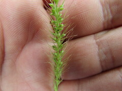 Setaria grisebachii