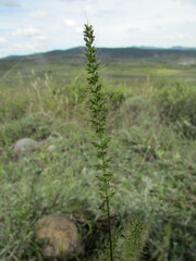 Setaria grisebachii