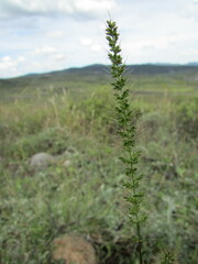 Setaria grisebachii