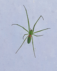 Tetragnatha viridis