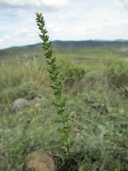 Setaria grisebachii