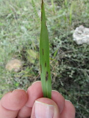 Setaria grisebachii
