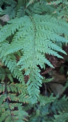 Parapolystichum microsorum