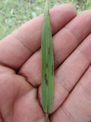 Setaria grisebachii