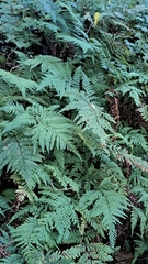 Parapolystichum microsorum