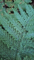 Parapolystichum microsorum