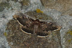 Saturnia pyri