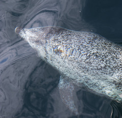 Stenella frontalis