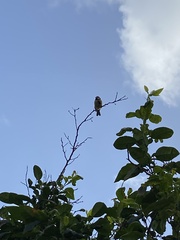 Cyanistes teneriffae