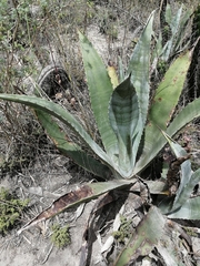 Agave cordillerensis