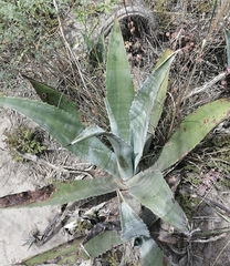 Agave cordillerensis