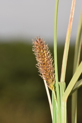 Carex aematorrhyncha